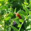 Common red Soldier beetle