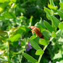 Common red Soldier beetle