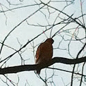 Red-shouldered hawk