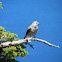 Clark's Nutcracker