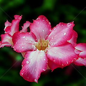 Raini Days by Irwan Karim - Flowers Flower Arangements