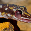Ocellated Velvet Gecko