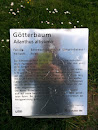 Götterbaum