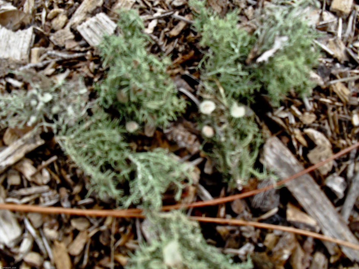 Green Moss and Cudoniella aciculare Mushrooms