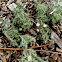 Green Moss and Cudoniella aciculare Mushrooms