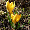 Spring crocus, Frühlingskrokus