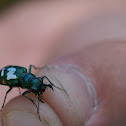 six spotted tiger beetle