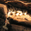 Florida carpentar ant