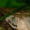 Dry Forest Anole