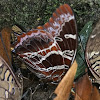 Eudoxus Charaxes