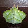 Rose Myrtle Lappet Moth