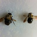 Wood bee or Carpenter bee
