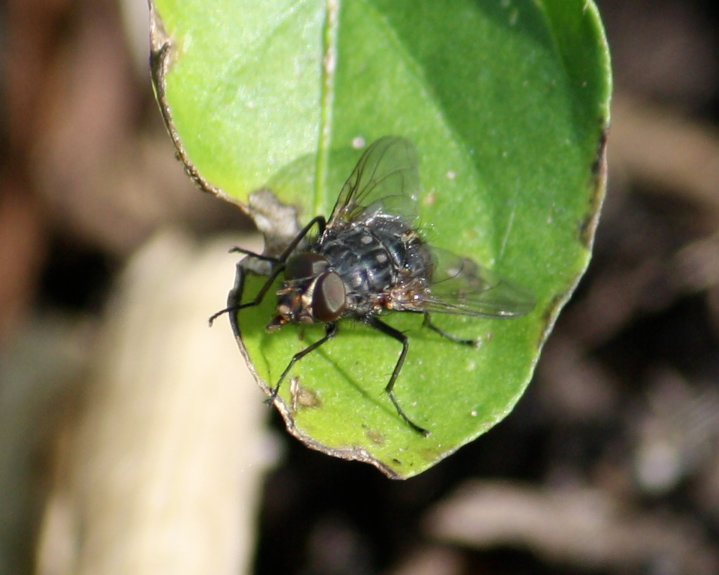 Blowfly