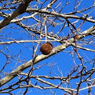  Seed ball in a Sycamore tree
