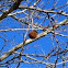  Seed ball in a Sycamore tree