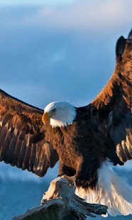 Eagle Live Wallpaper Screenshots 9