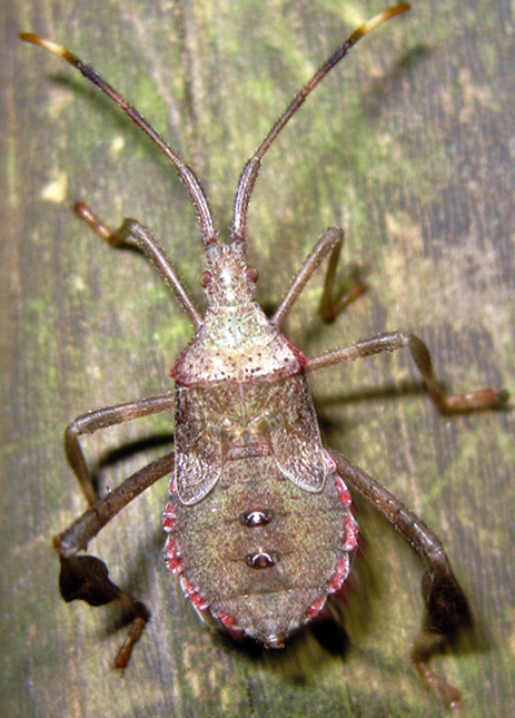Leaf-footed bug nymph