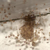 False House Button Spider with brood