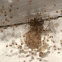 False House Button Spider with brood