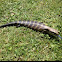 Common blue tongue lizard