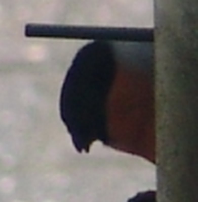 Pyrrhula pyrrhula Bullfinch