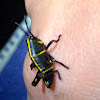 Eastern lubber grasshopper (instar one)
