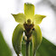Ida orchid