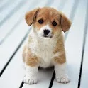 Dogs Wallpaper icon