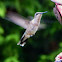 Ruby-Throated Hummingbird (female)
