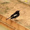 Oriental Magpie-Robin