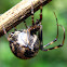 Common House Spider (Black)