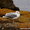 European Herring Gull