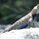 Granite Spiny Lizard