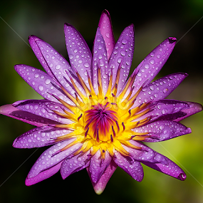 by Asher Jr Salvan - Flowers Single Flower
