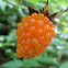 Salmonberry