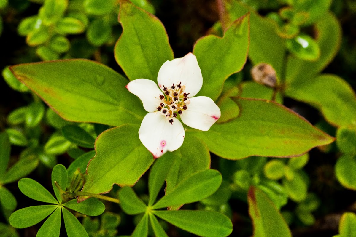 Dogwood or Bunchberry