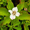 Dogwood or Bunchberry