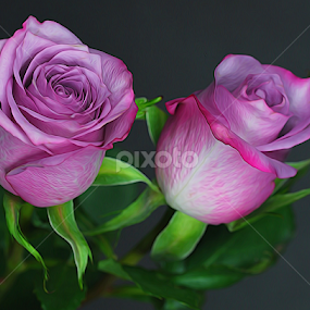 by Dipali S - Digital Art Things