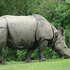 Rhino