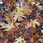 Big Leaf Maple Leaves