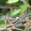 Blue Dasher - Male