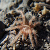 Baby Rose tarantula