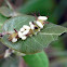 Southern white admiral, caterpillar