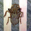 exoskeleton of a cicada