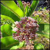 Milkweed