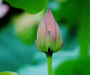 How to install Lotus Live Wallpaper 1.3 mod apk for pc