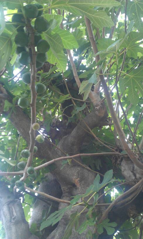 Fig tree 