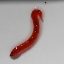 Blood Worm