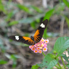 longwing