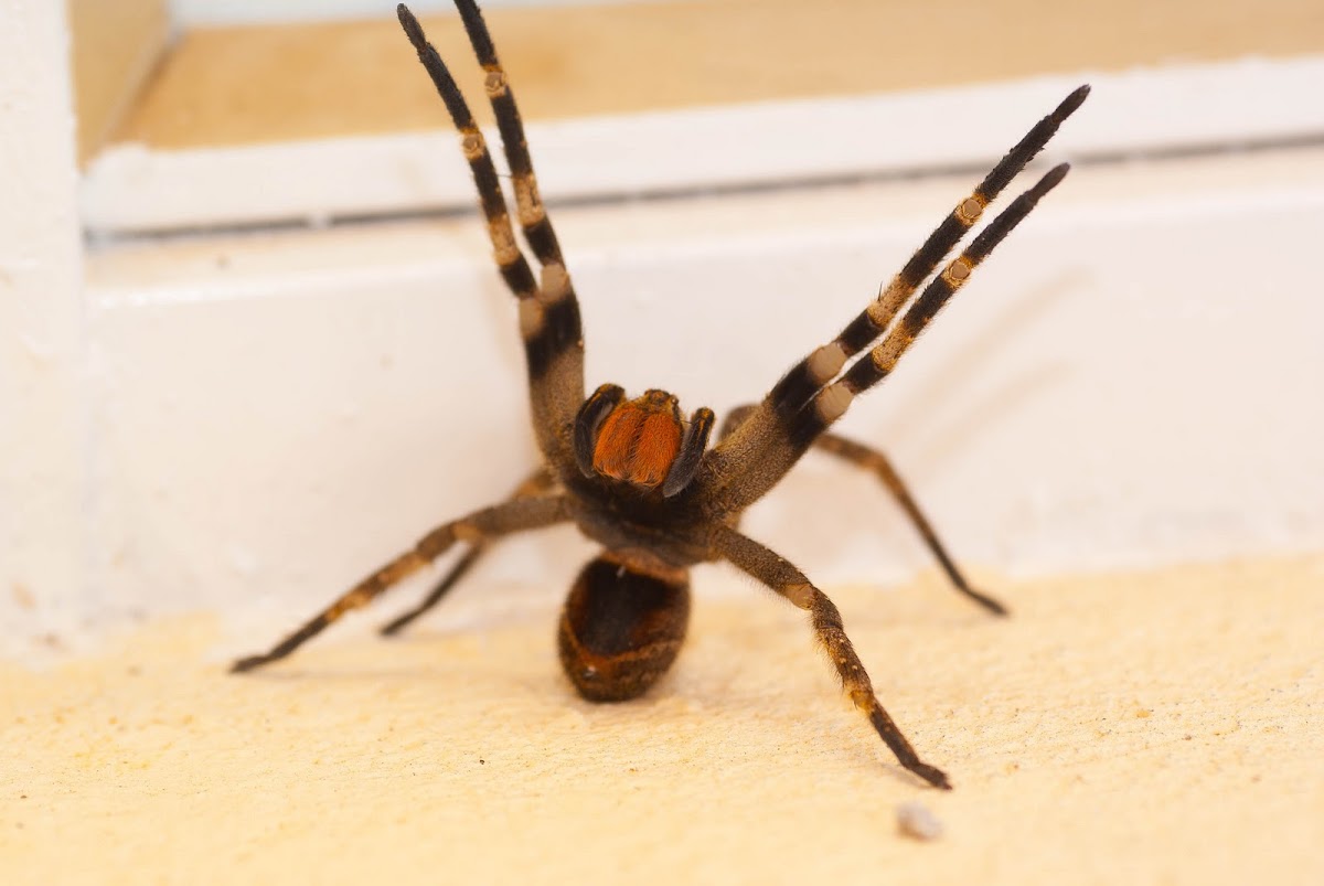 Brazilian Wandering Spider (Aranha Armadeira)